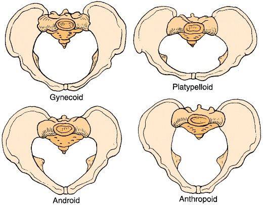 Info Tulang Pelvis Flexphysiotherapy